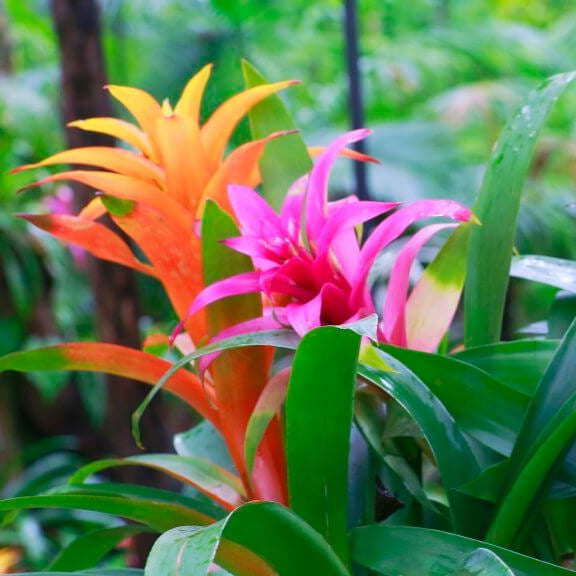 Bromeliad Seeds - Flower Plant for Home Gardens