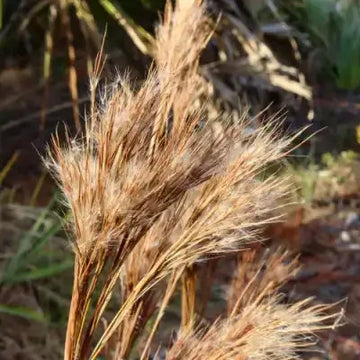 Broom sedge Seeds – Native Grass
