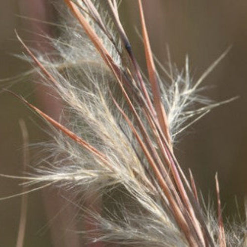 Broom sedge Seeds – Native Grass
