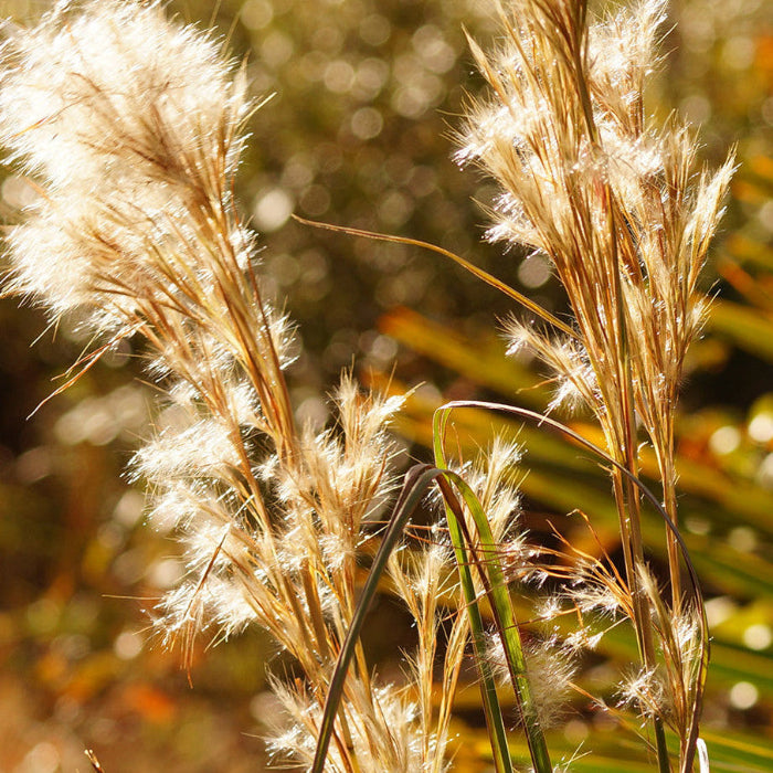 Broom sedge Seeds – Native Grass

