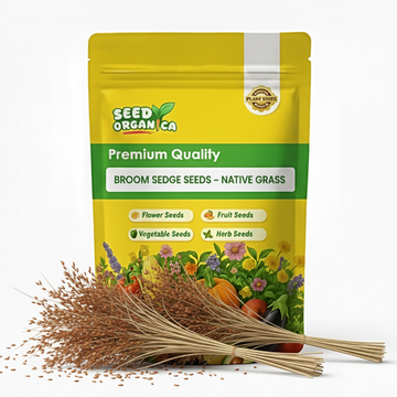 Broom sedge Seeds – Native Grass
