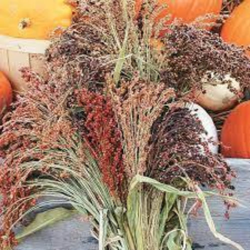 Broomcorn Seeds
