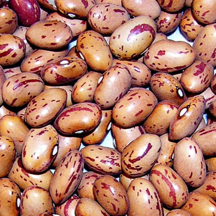 Brown Bean Seeds – Swedish
