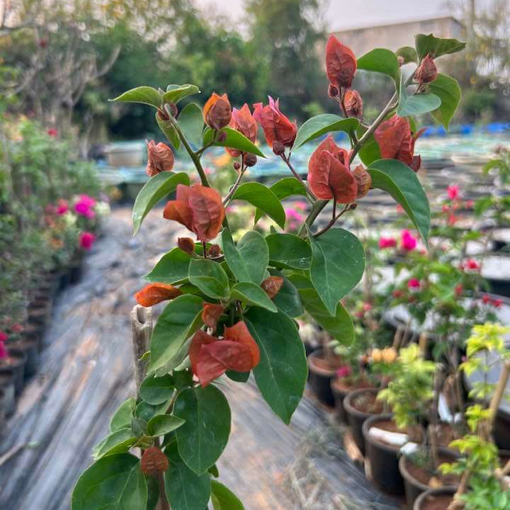 Brown Bougainvillea Seeds - Flower Plant