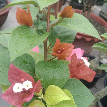 Brown Bougainvillea Seeds - Flower Plant