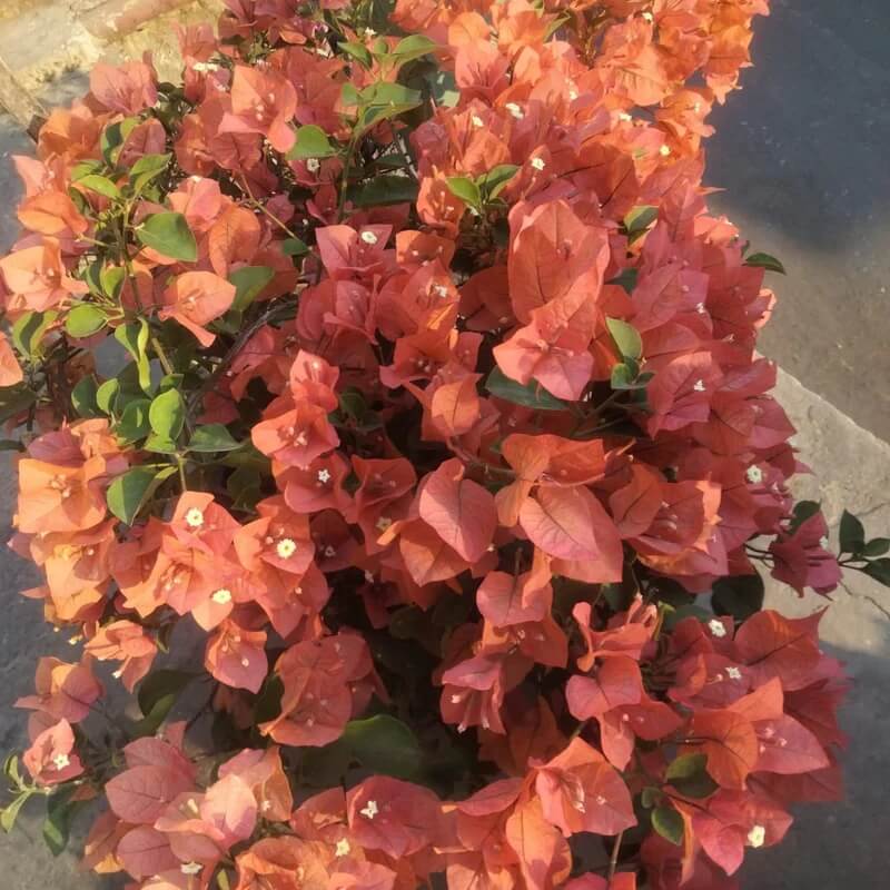 Brown Bougainvillea Seeds - Flower Plant