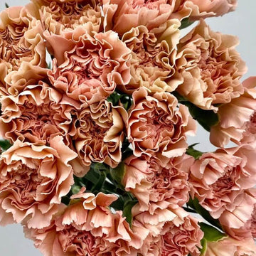 Brown Carnation Seeds
