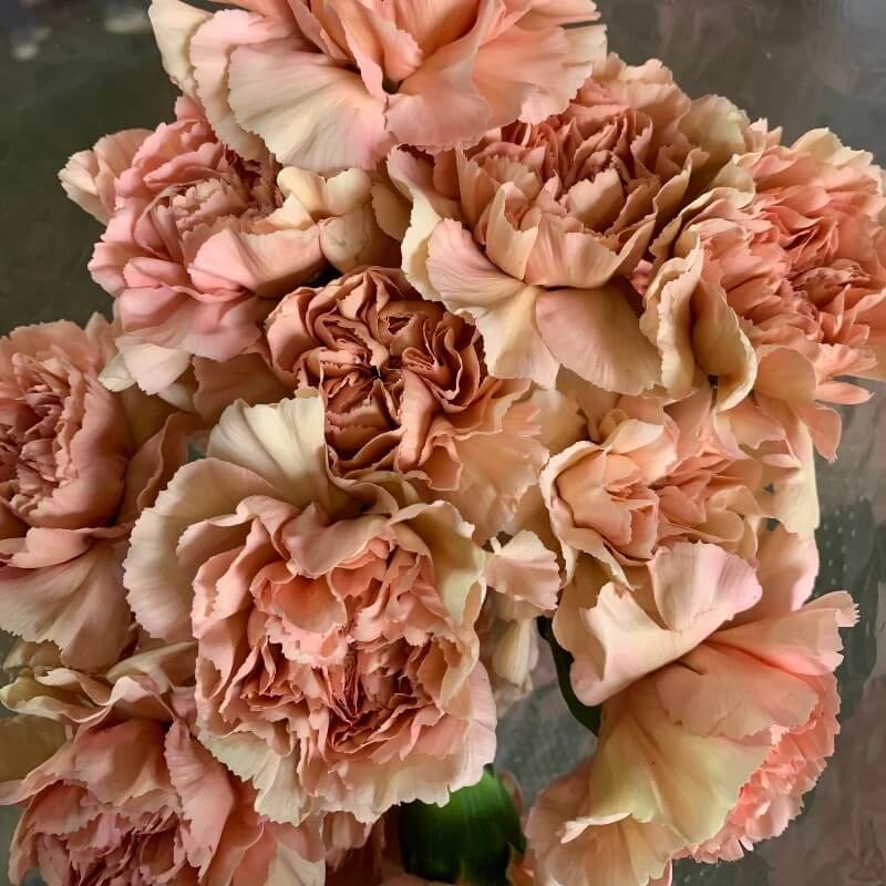 Brown Carnation Seeds