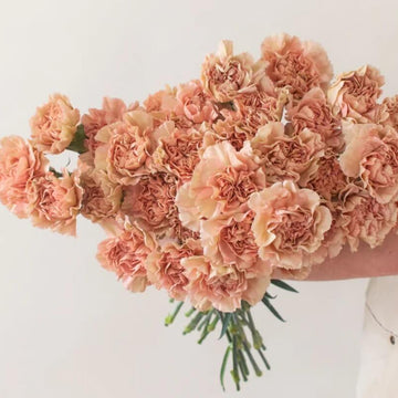 Brown Carnation Seeds