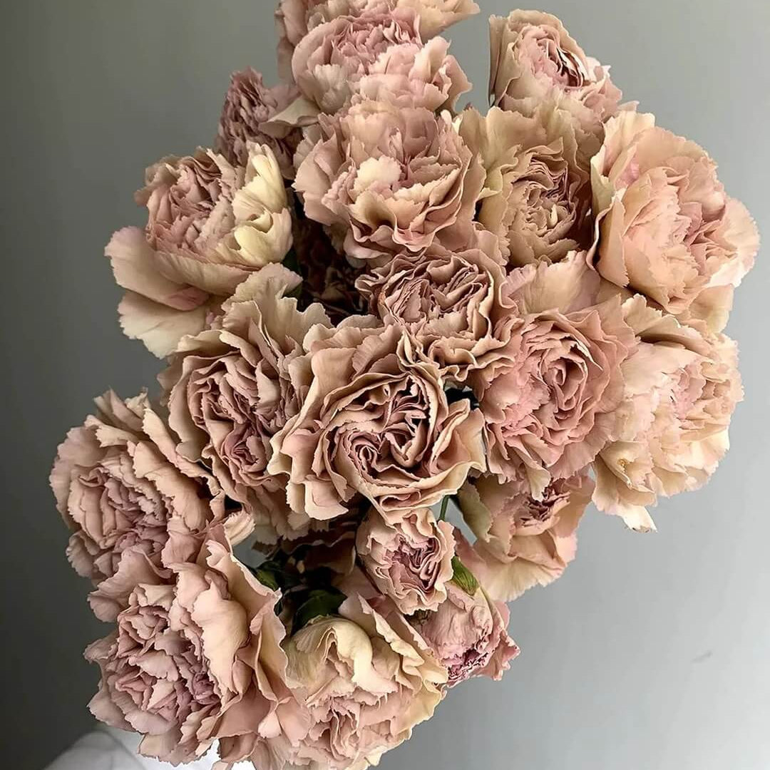 Brown Carnation Seeds