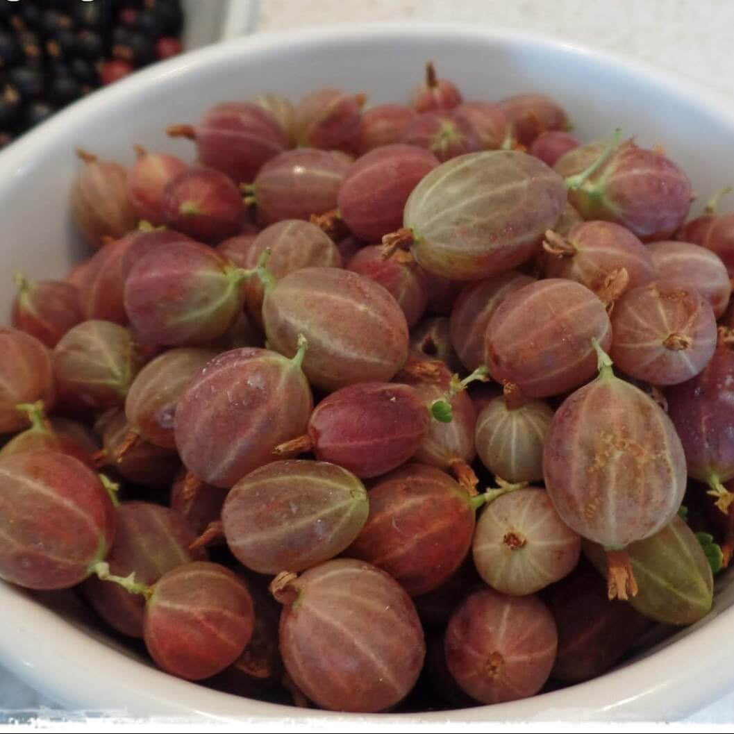 Brown Gooseberry Seeds