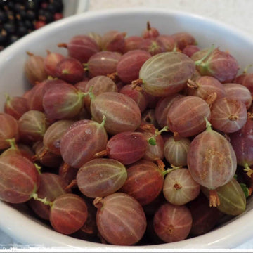 Brown Gooseberry Seeds