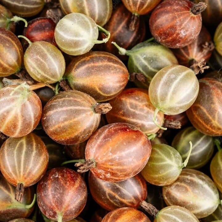 Brown Gooseberry Seeds