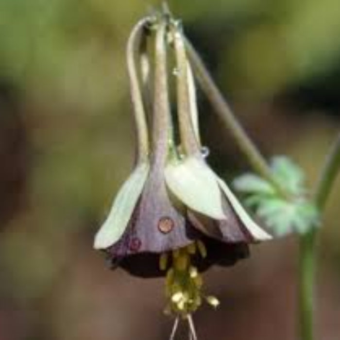 Brown & Green Fuchsia Seeds