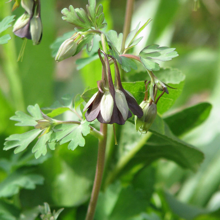 Brown & Green Fuchsia Seeds