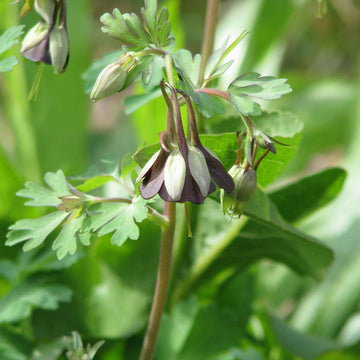 Brown & Green Fuchsia Seeds