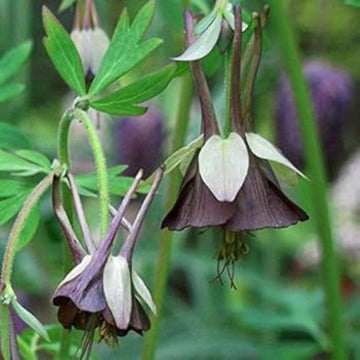 Brown & Green Fuchsia Seeds