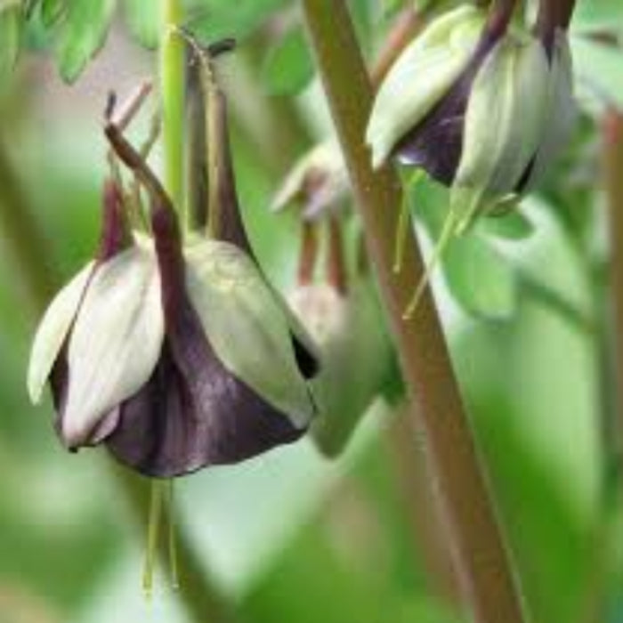 Brown & Green Fuchsia Seeds