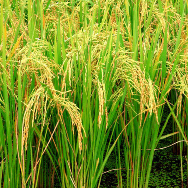 Brown Jasmine Rice Seeds
