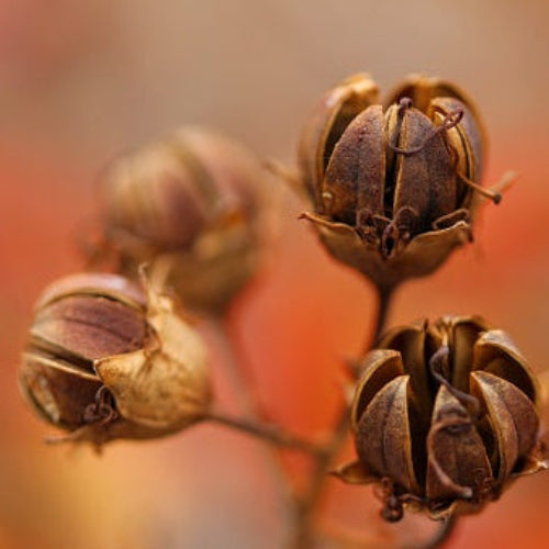 Brown Myrtle Seeds
