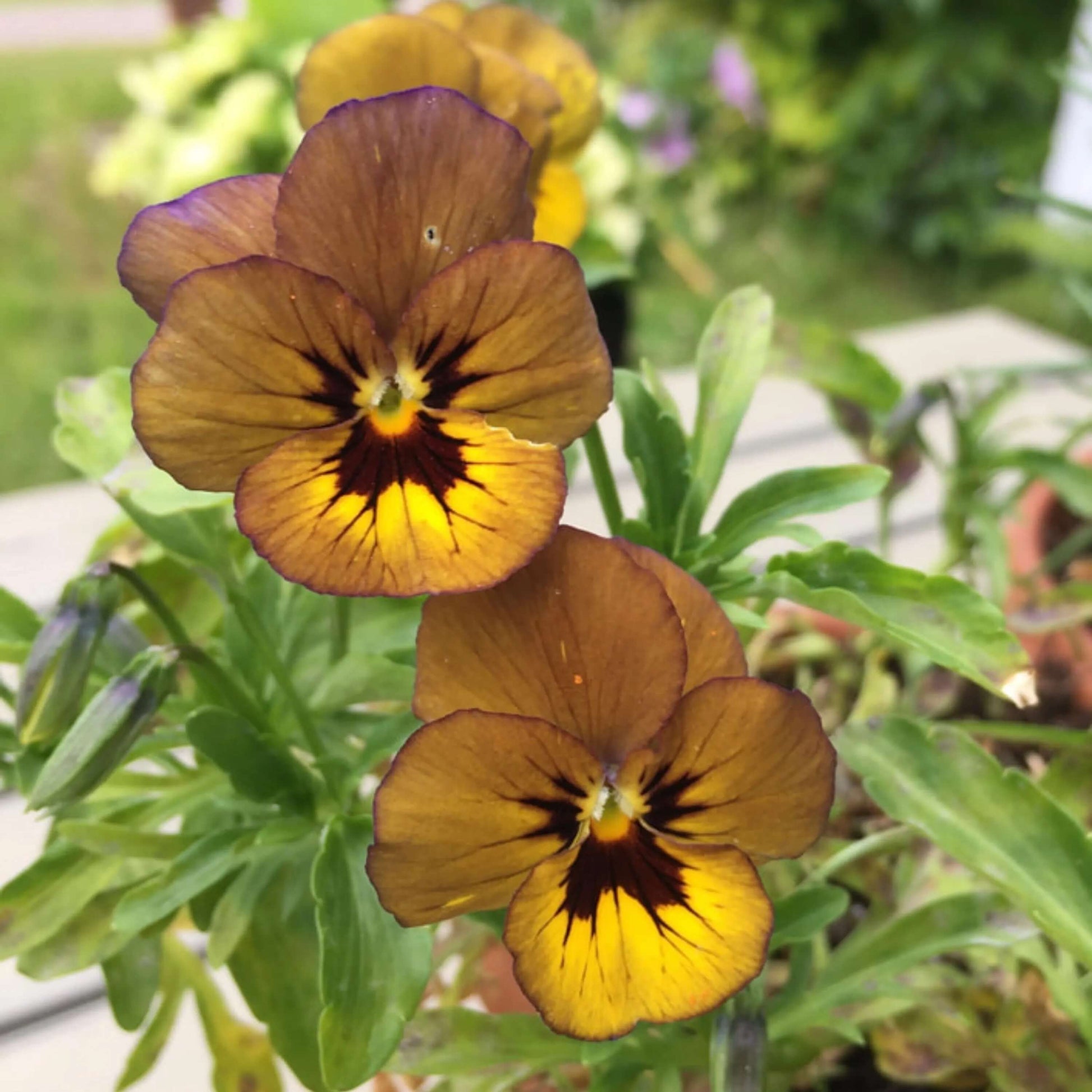 Brown Pansy Seeds – Heirloom, Non-GMO for Cottage

