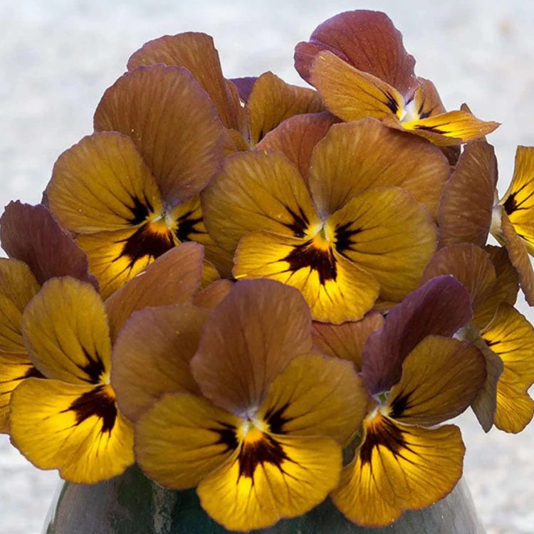 Brown Pansy – Heirloom, Non-GMO for Cottage
