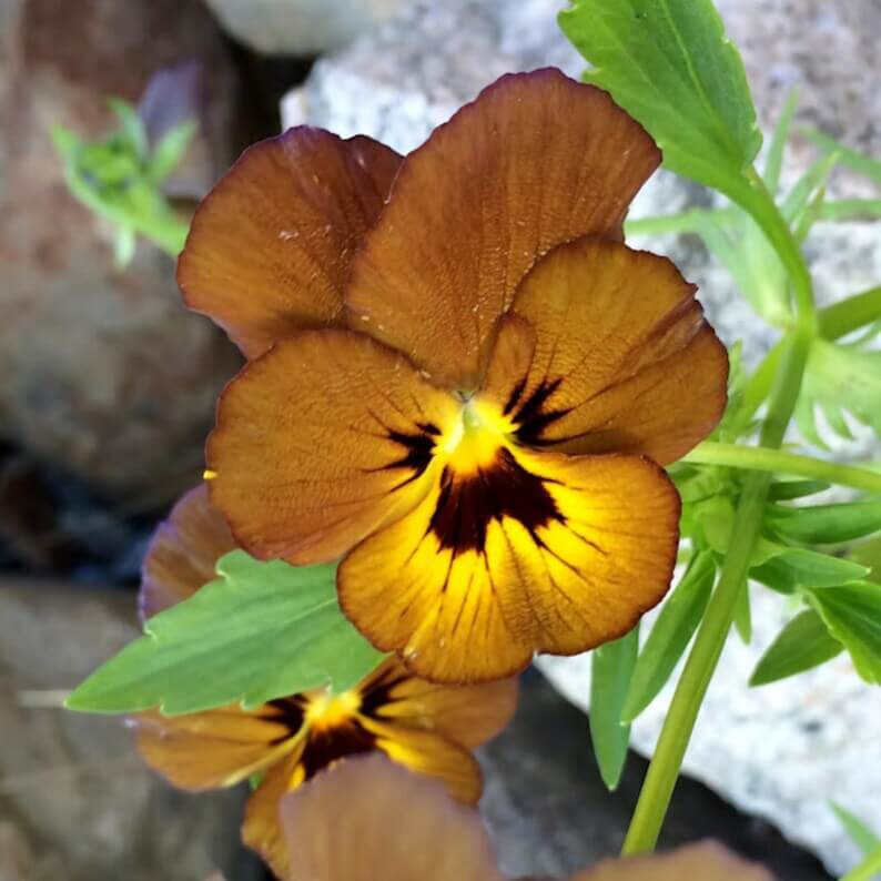 Brown Pansy Seeds – Heirloom, Non-GMO for Cottage
