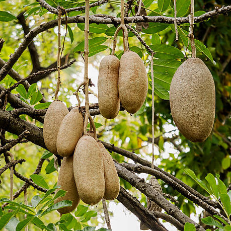 Brown Sausage Seeds – Heirloom
