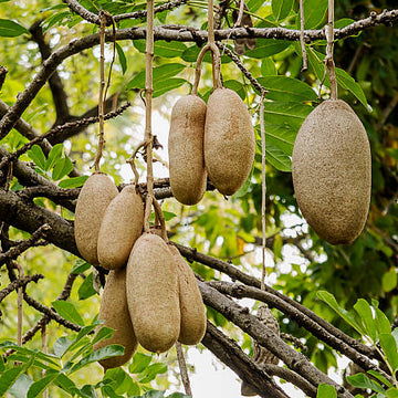 Brown Sausage Seeds – Heirloom
