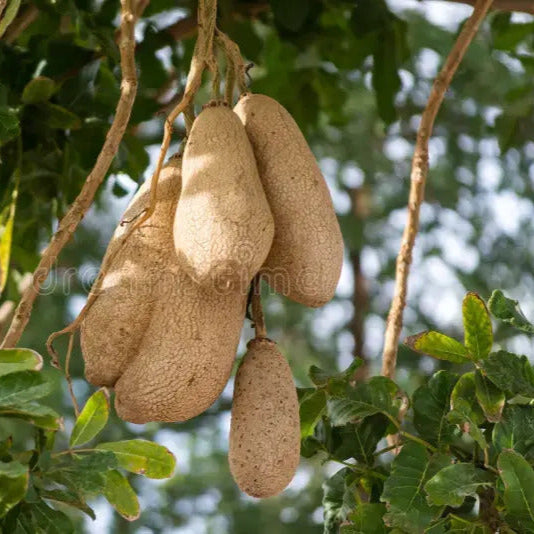 Brown Sausage Seeds – Heirloom
