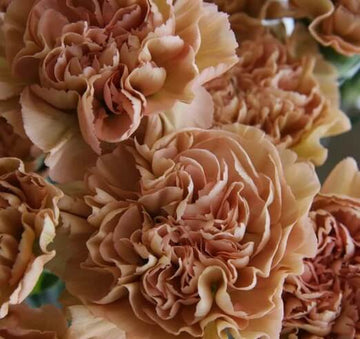 Brown White Carnation Seeds