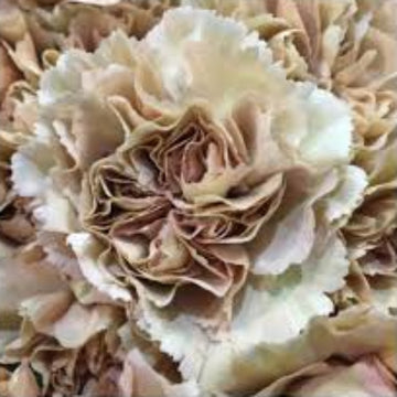 Brown White Carnation Seeds