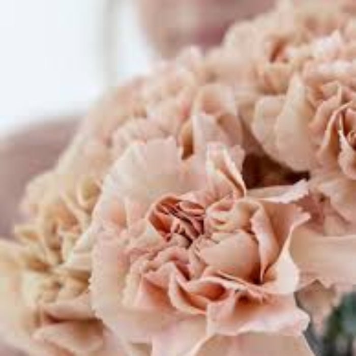 Brown White Carnation Seeds