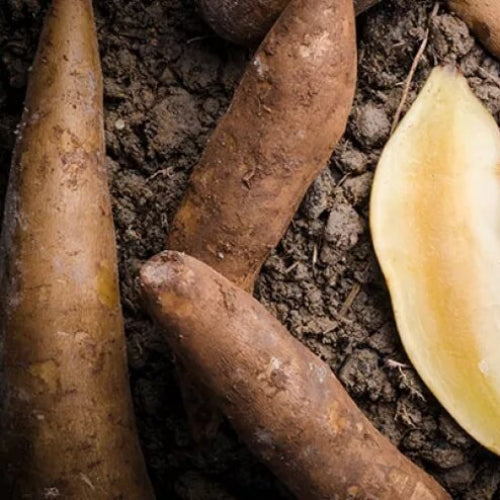 Brown Yacon Seeds - Vegetable Plant