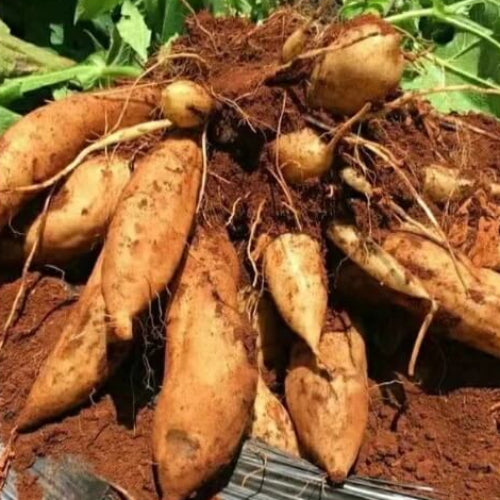 Brown Yacon Seeds - Vegetable Plant