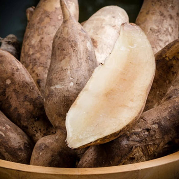 Brown Yacon Seeds - Vegetable Plant