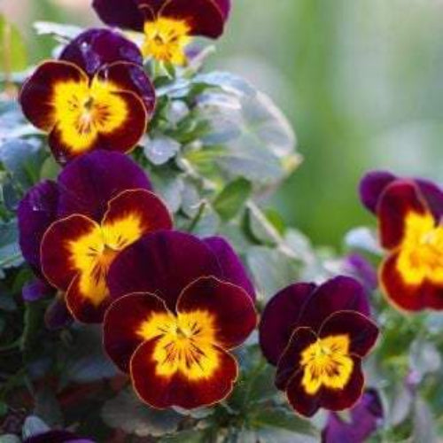 Brown Yellow Pansy Seeds – Low Maintenance, Heirloom, Non-GMO
