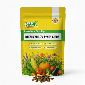 Brown Yellow Pansy Seeds