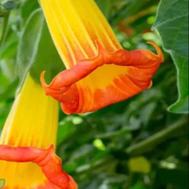 Brugmansia Sanguinea Seeds – Red Angel’s Trumpet
