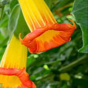 Brugmansia Sanguinea Seeds – Red Angel’s Trumpet
