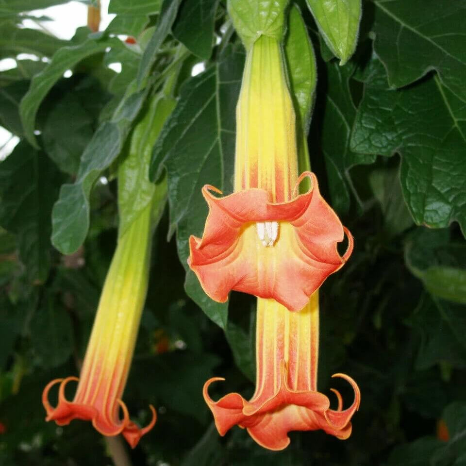 Brugmansia Sanguinea Seeds – Red Angel’s Trumpet
