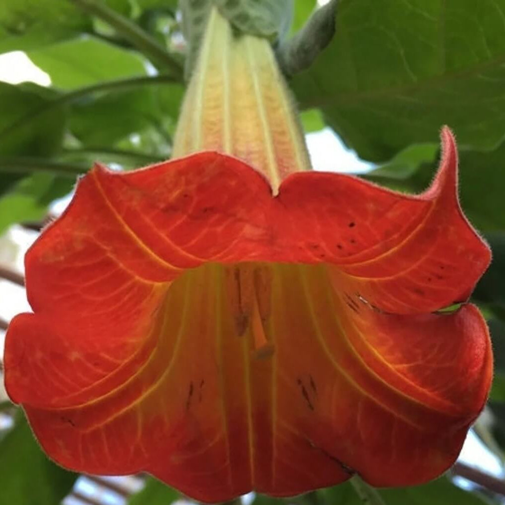 Brugmansia Sanguinea Seeds – Red Angel’s Trumpet
