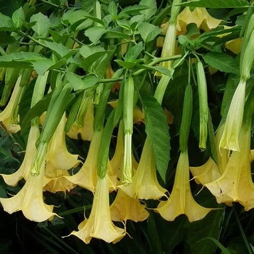 Brugmansia Suaveolens Seeds - Flower Plant