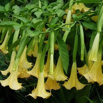 Brugmansia Suaveolens Seeds - Flower Plant