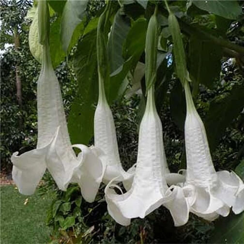 Brugmansia Suaveolens Seeds - Flower Plant
