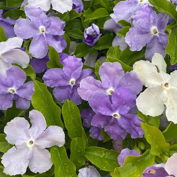 Brunfelsia Seeds – Border