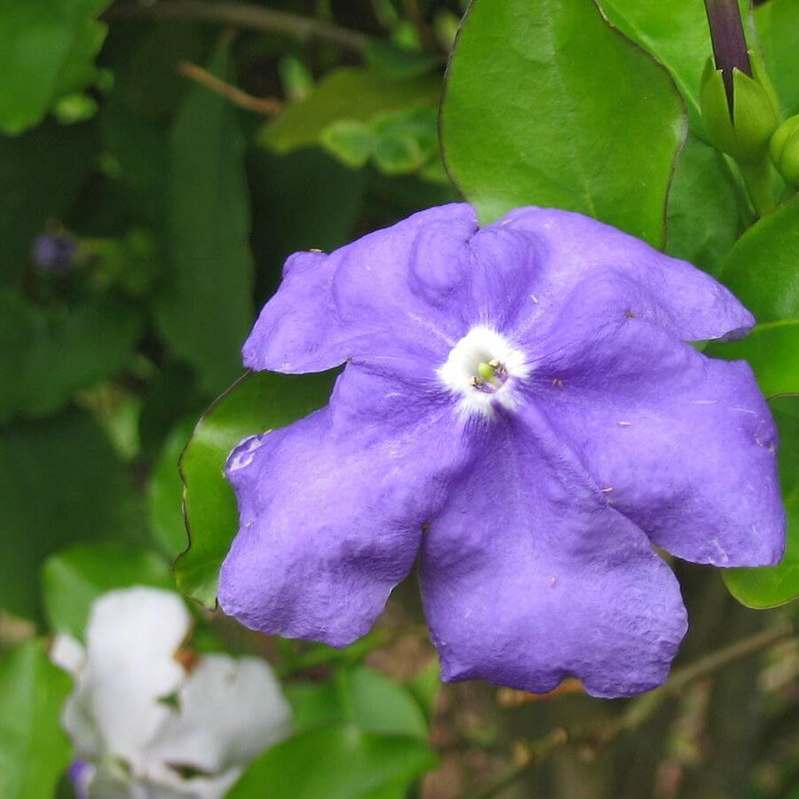 Brunfelsia Seeds – Border