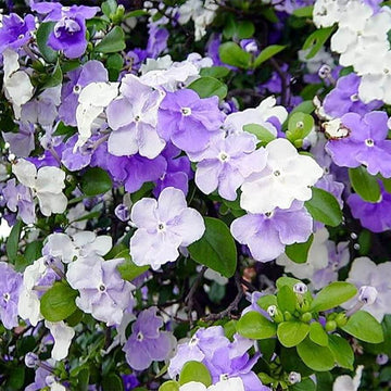 Brunfelsia Pauciflora Seeds 