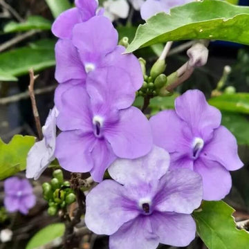 Brunfelsia Pauciflora Seeds – Purple Cottage 
