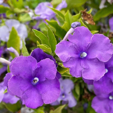 Brunfelsia Pauciflora Seeds – Purple Cottage 